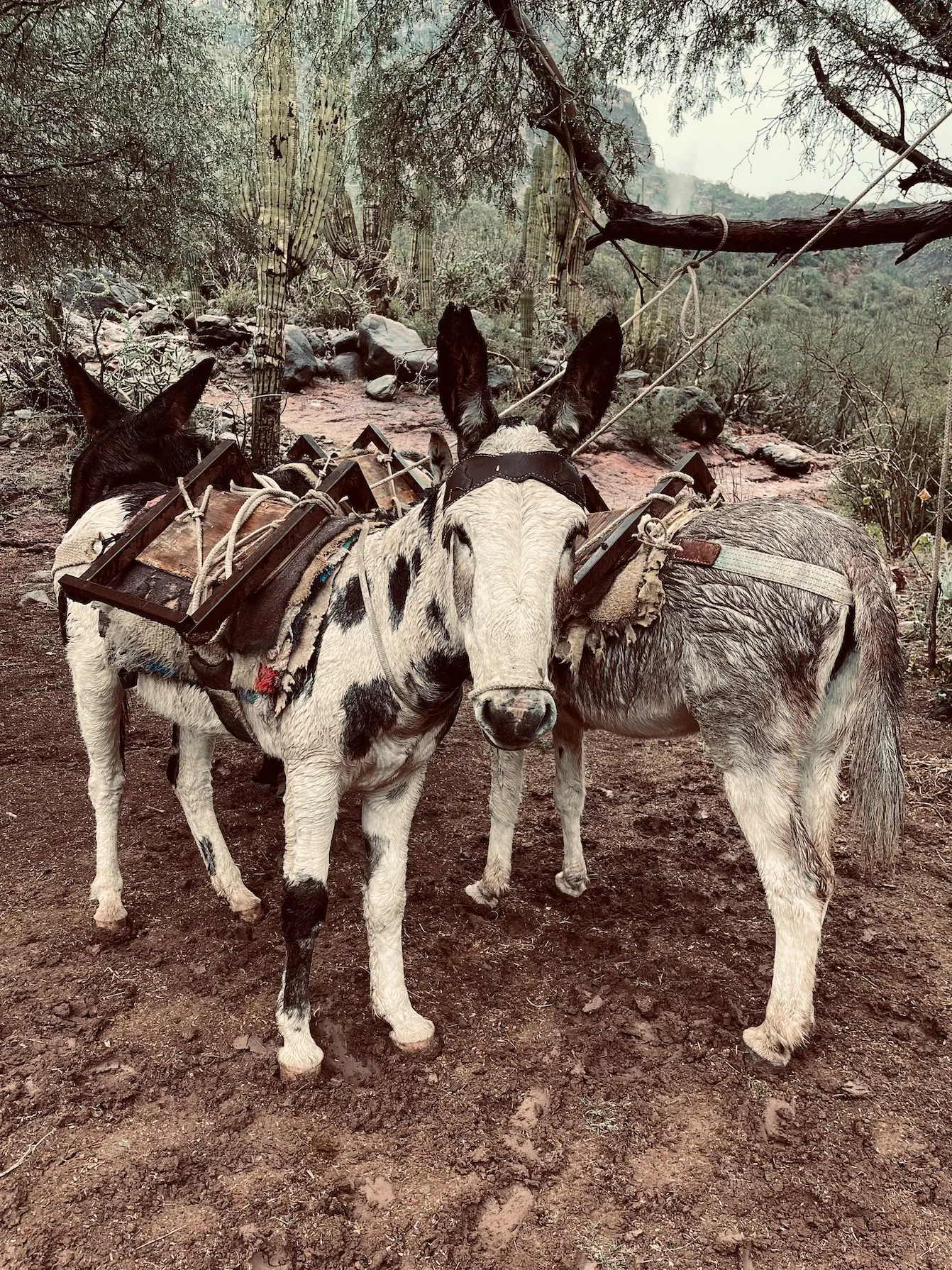 San-Francisco-Sierra-by-NATS16